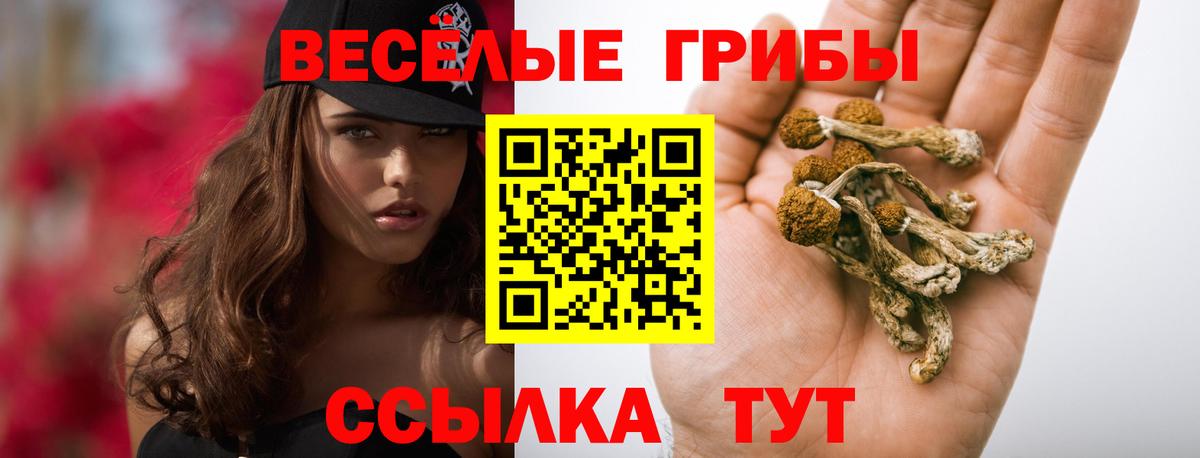 Псилоцибиновые грибы Psilocybe Урюпинск